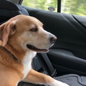 Meet your Posher, Murray